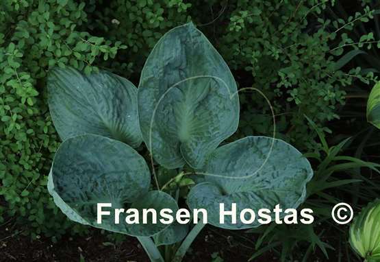 Hosta Blue Lettuce